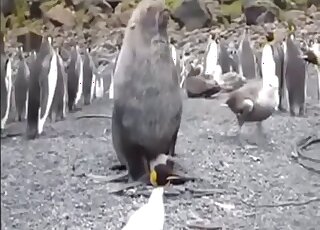 Seal & penguin are engaged in interspecies zoo banging
