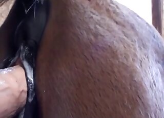 Brown mare's pussy is getting fucked by a veiny and realistic dildo