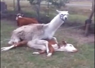 Sexy cow enjoying sideways sex in the grass with this alpaca or smth
