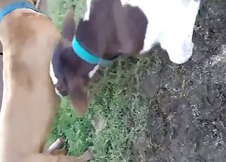 Dog and cow sloppy outdoor zoo perversions in really hot cam scenes