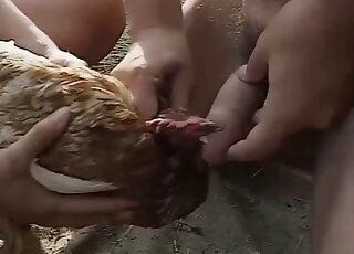 Merciless zoophilia at the farm with a couple sharing hens for sex and oral