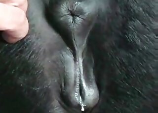 Close-up zoo porn where nasty dude is busy playing with pussy of a horse