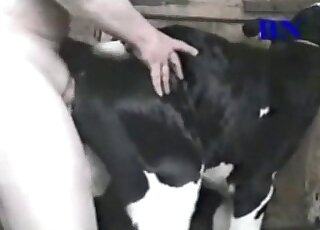 Dude enjoys fucking a cow and cums all over it in the end of zoo porn