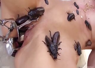 Brutal zoophilia with bugs crawling into her pink pussy