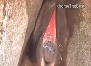 Donkeys fucking make horny zoophilia addict to crave sex