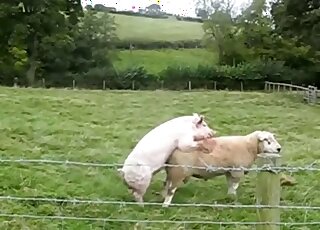 Pig fucks sheep in crazy outdoor scenes while guys film the whole thing