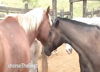 Horses getting ready to fuck makes horny zoo lover wanna join