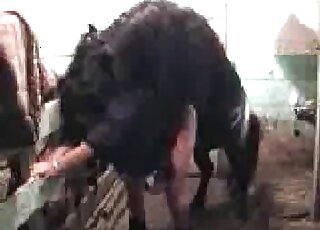 Black horse is fucking hard wet pussy of a fat zoophile bitch