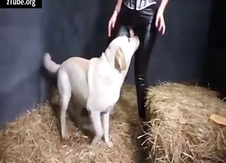 Clothed slut cam fucked byt he dog through a gap in her leather pants