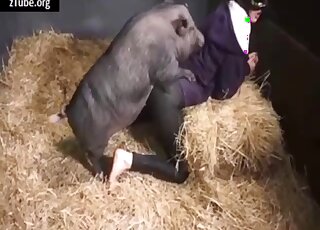 Pig shows aroused woman proper vaginal zoophilia intercourse