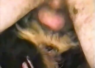 Dude uses his hairy cock to fuck a dog's hole in a close up movie