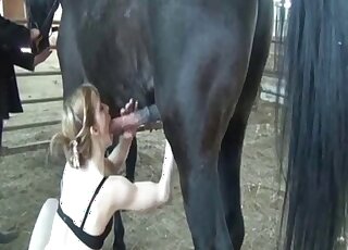 Attractive lady in black lingerie is sucking on a horse's meaty penis
