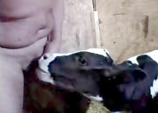 Dude gets his cock sucked and licked by a cow during XXX zoo action