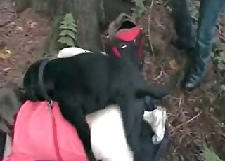 Zoophile bitch enjoys being fucked by a black dog inside the forest