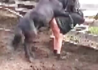Aroused black horse gladly fucks chubby zoophile bitch outdoors