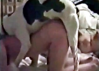 Big aroused dog bangs wet cunt of a zoophile bitch in a non-stop manner