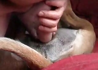Zoophile enjoys fingering wet pussy hole of his aroused dog at home