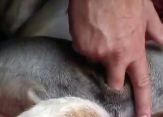 Zoophile enjoys fingering wet pussy hole of his aroused dog at home