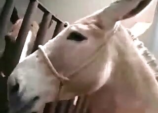 Horny zoophile bitch loves the way that donkey is banging her cunt