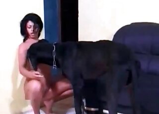 Huge dog is licking wet pussy and tits of an aroused brunette