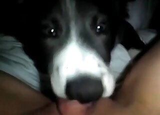 Cute dog licks juicy wet cunt of a dirty-minded naked lady