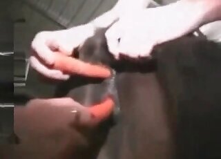Lesbian whores fist and finger fuck a pony in a wild zoophilia action