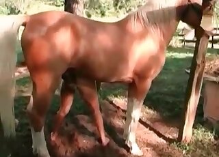 Filthy chick enjoys zoophilia sex with a horse and gets pleasured