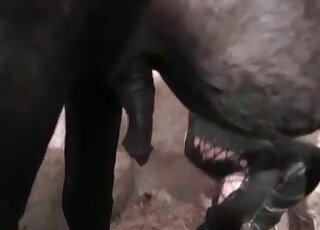 After giving a handjob the hot slut deepthroat the horse’s schlong