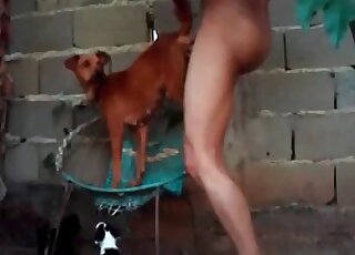 Nasty dude bangs a small dog in a breathtaking zoophilia action