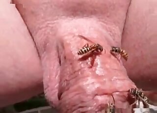 Wild dude wants his cock to be fucked by a swarm of bees