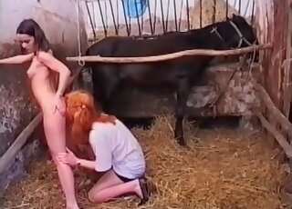Lesbian sluts play their sex games in the bard and tease a horse