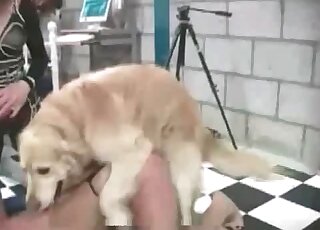 Fluffy dog looks happy while fucking horny babe from behind