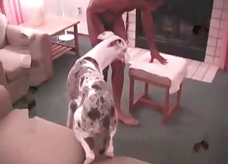 Nice dog gets spoiled by a crazy zoophile dude and fucked severely
