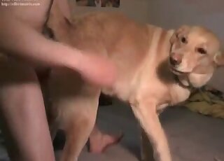Submissive dog endures a massive throbbing cock of a horny pervert