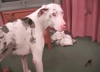 Zoophile dude properly fucks his dog until orgasm in a zoo porn video
