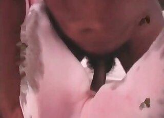 Pet dog gets impaled on a throbbing cock of a pervert in the bedroom