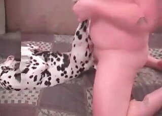 Guy satisfies crazy sexual desires by fucking his dalmatian dog hard
