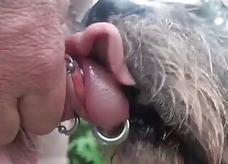 Crazy guy gets his pierced penis licked by his dog in a hot video