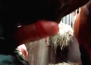 Pervert gets tons of orgasm when a horse licks his throbbing cock