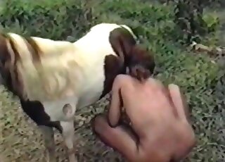 Latina bitch jerks off cock of a horse and wants to take a ride