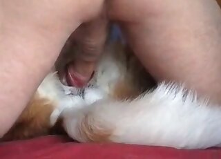 Nasty guy destroys tight hole of his dog with his huge erected dong