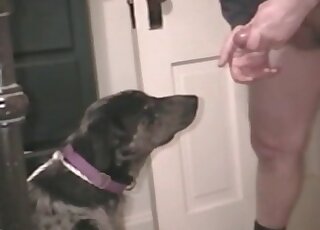 Dog waits until the crazy pervert cums and feeds it with sperm