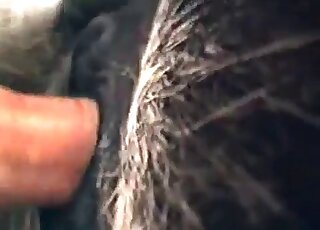 Closeup porno video of a nasty pervert banging a big animal rough