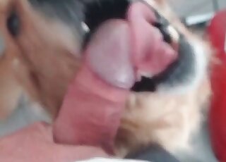 Zoo sex addicted guy takes a video of his dog licking his dong