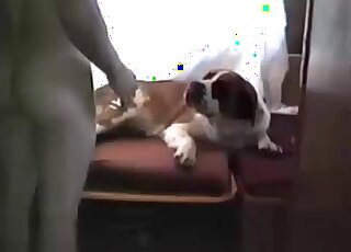 Horny dude licks pussy of his dog before smashing it really ardently