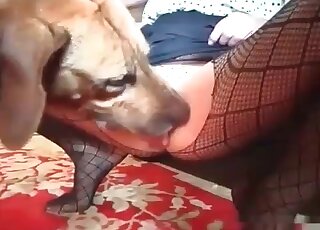 Chick in a fancy pantyhose teaches her dog to smash her cunt well
