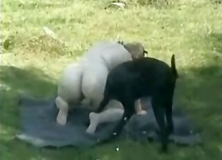 Black dog fucks a BBW zoophile momma in an outdoor sex tape video