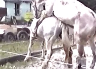 Outdoor sex tape showing white horses enjoying each other for real