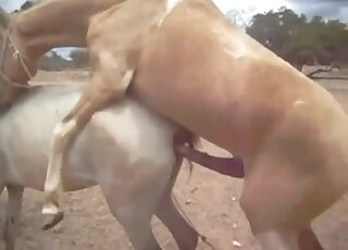 Sexy brown animal fucks a white mare in an animal-on-animal porno