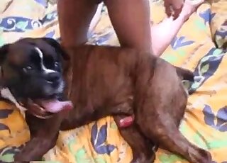 Home zoo movie showing a blonde that gives brown dog a handjob